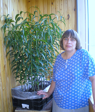 Лилии на балконе