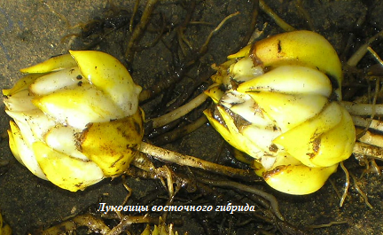 Луковицы восточного гибрида